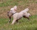 20180602-shrl-0255