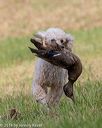 20180602-shrl-0264