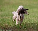 20180602-shrl-0279