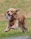 20180602-shrl-0420