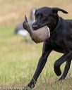 20180602-shrl-0458