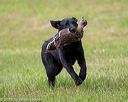 20180602-shrl-0976