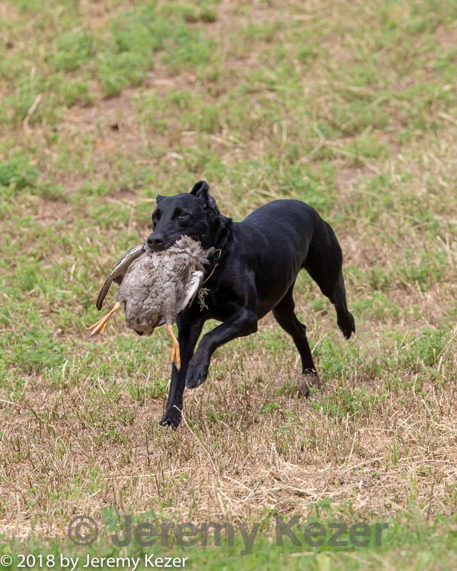 20180602-shrl-0597.jpg