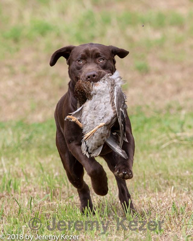 20180602-shrl-0917.jpg