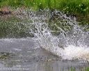 20180602-shrw-0024