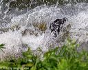 20180602-shrw-0175
