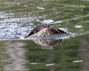 20180602-shrw-0246