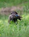 20180602-shrw-0255
