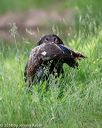 20180602-shrw-0257