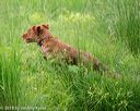 20180602-shrw-0286