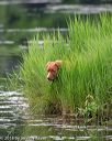 20180602-shrw-0289