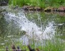 20180602-shrw-0297
