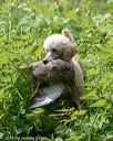 20180602-shrw-0342
