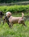 20180602-shrw-0403