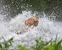 20180602-shrw-0413