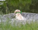 20180602-shrw-0428