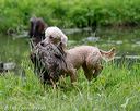 20180602-shrw-0479