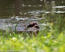 20180602-shrw-0497