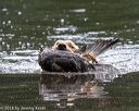 20180602-shrw-0541
