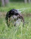 20180602-shrw-0679