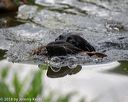 20180602-shrw-0728