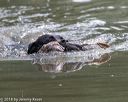20180602-shrw-1121
