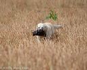 20180603-finl-0678