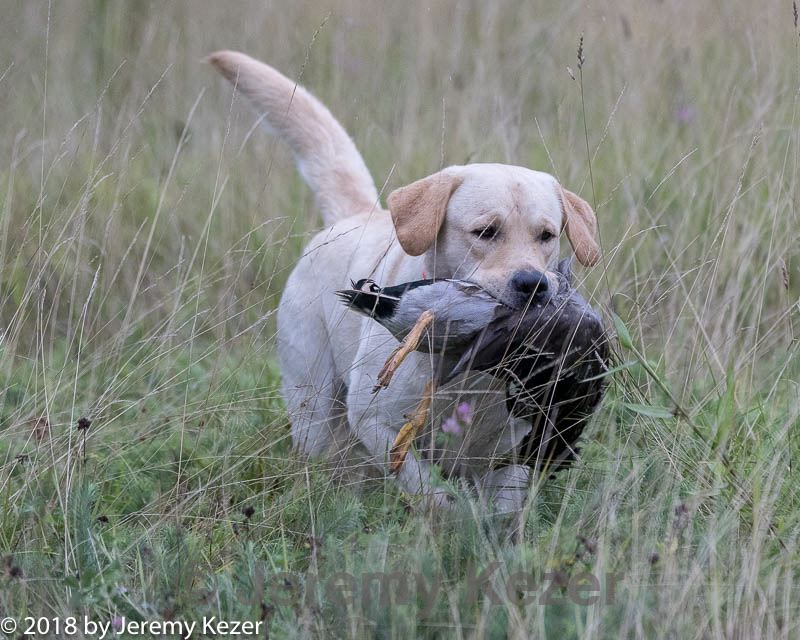 20180804-jhl-0475.jpg