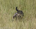 20180805-shl-0736