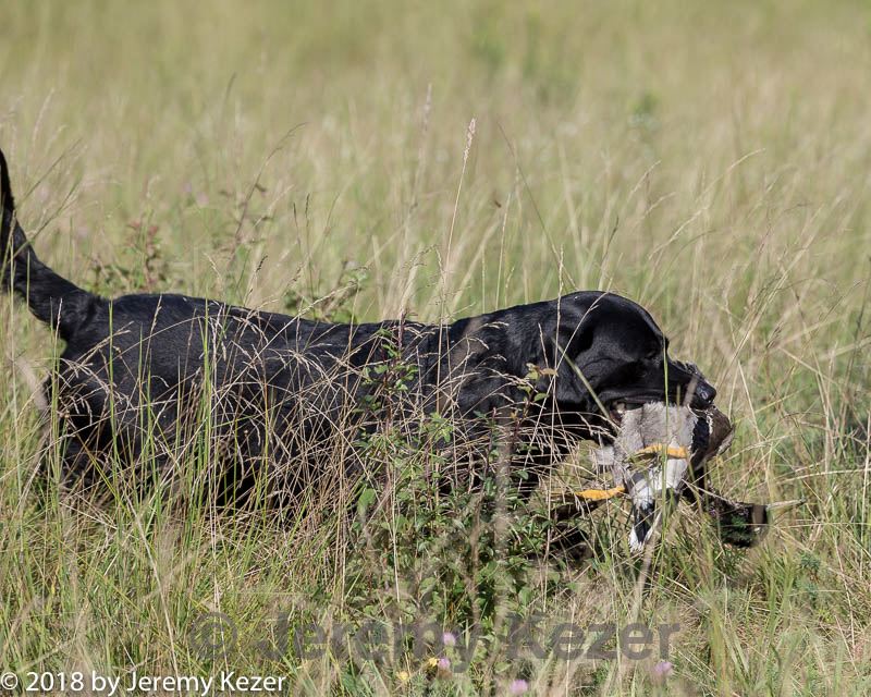 20180805-shl-0014.jpg