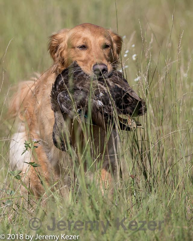 20180805-shl-0442.jpg