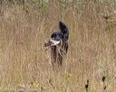 20181006-wcl-0246
