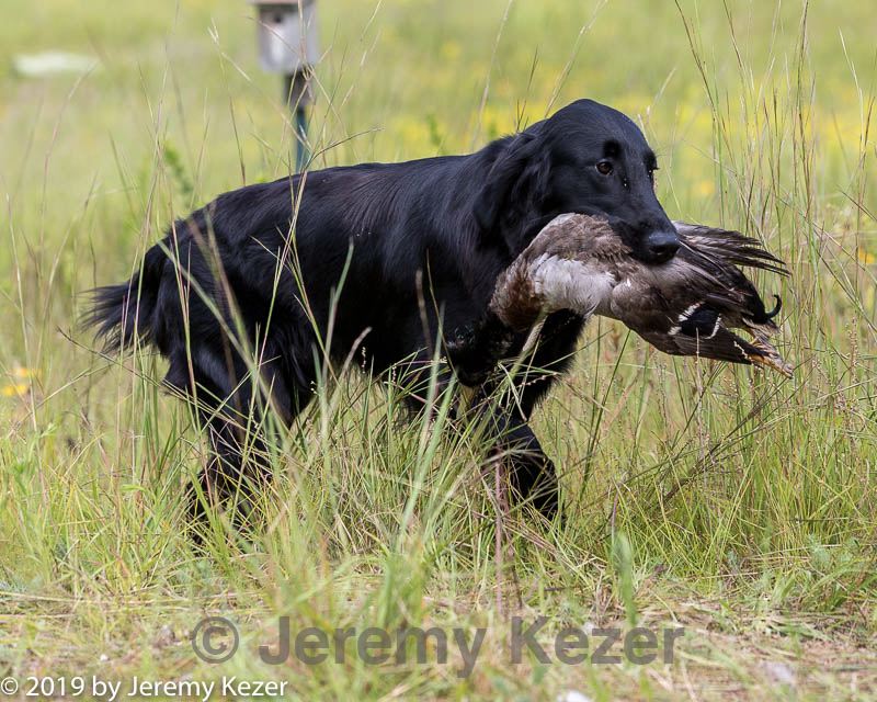 20190803-jhl-0664.jpg