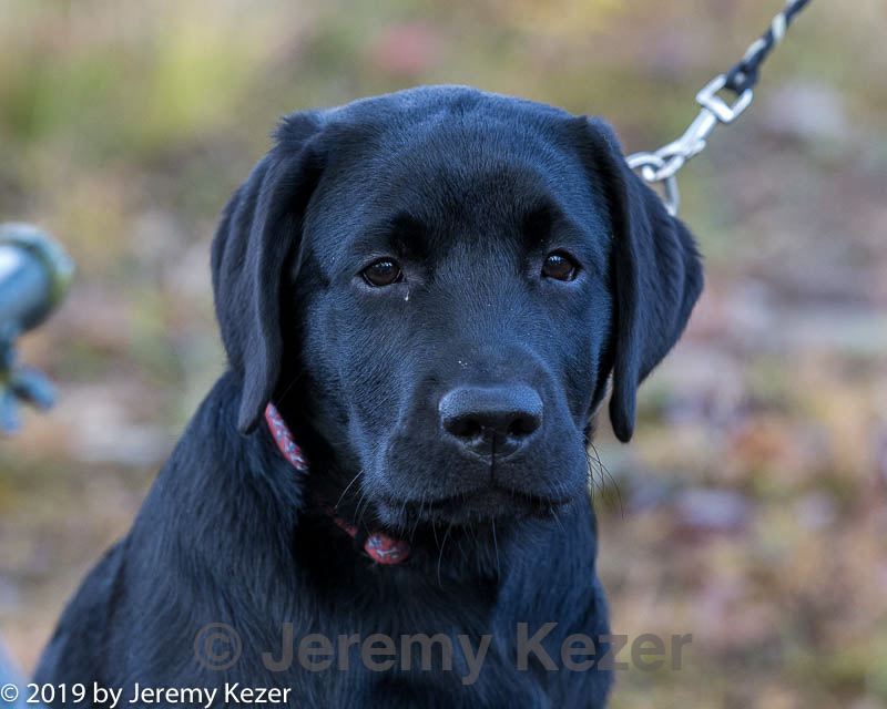 20191013-peewee-0004.jpg