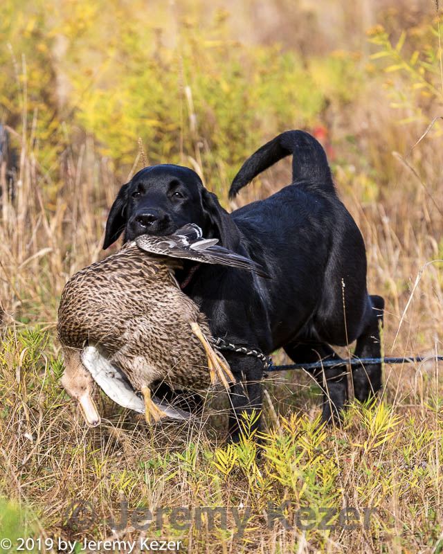 20191013-peewee-0015.jpg