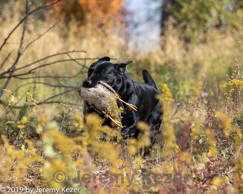 20191013-wcil-0405.jpg