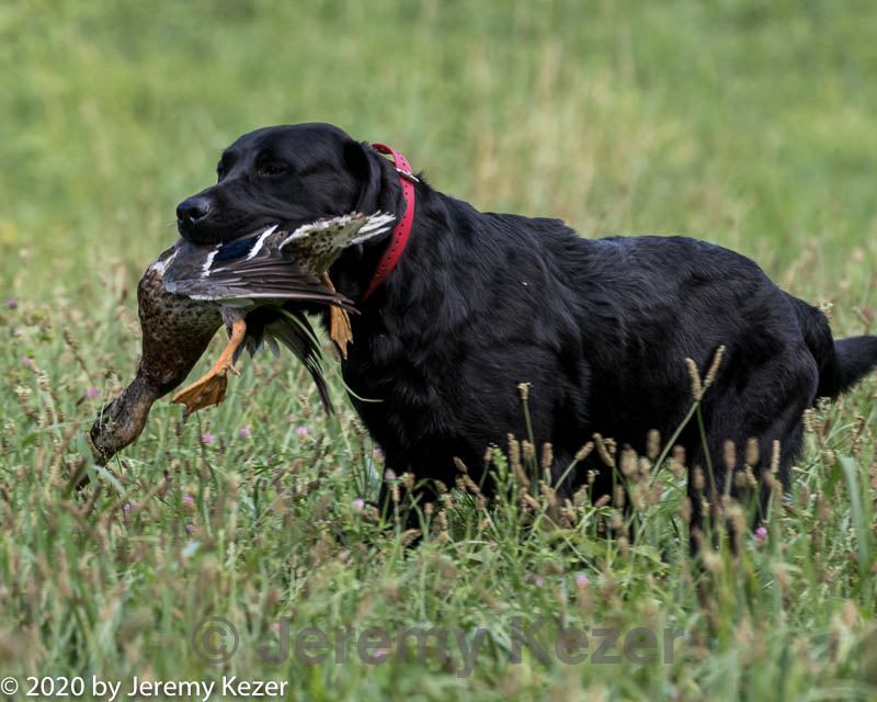 20200808-jhl-0141.jpg