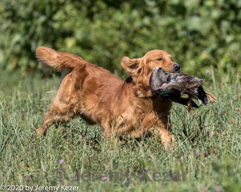 20200808-jhl-0550.jpg
