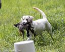20200809-shl-1963