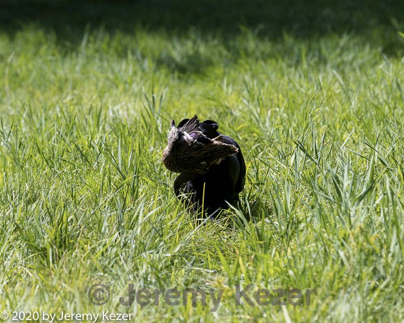 20200809-shl-1444.jpg