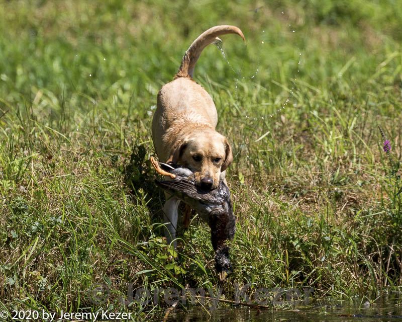 20200809-shw-0005.jpg