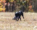 20201011-wcil-0042