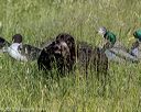 20210606-seal-0739
