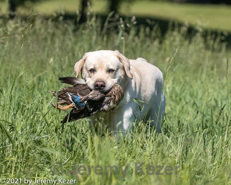 20210606-seal-1458.jpg