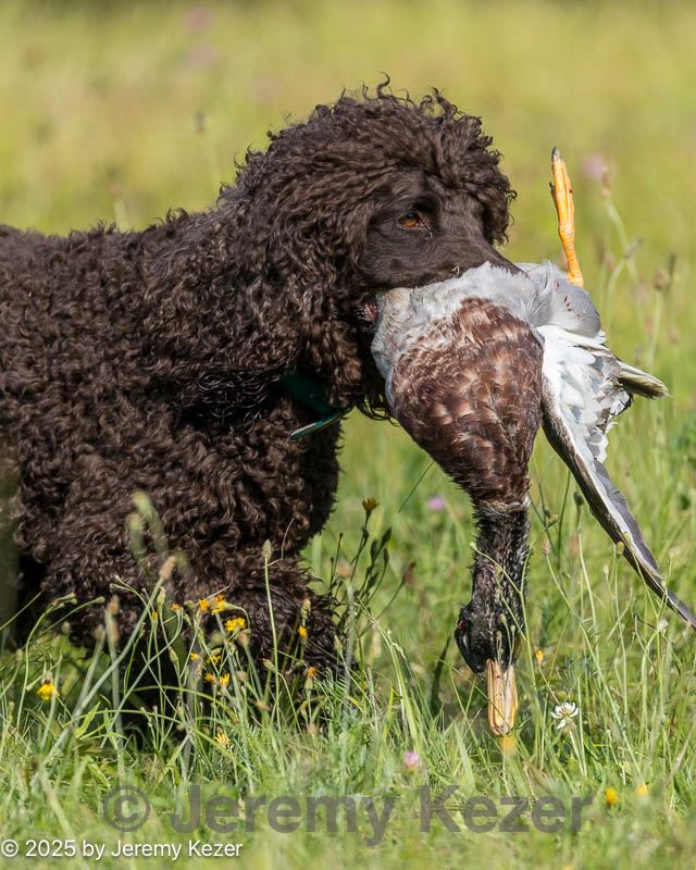 20250726-jhl-0177.jpg