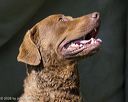 20260726-shl-0109